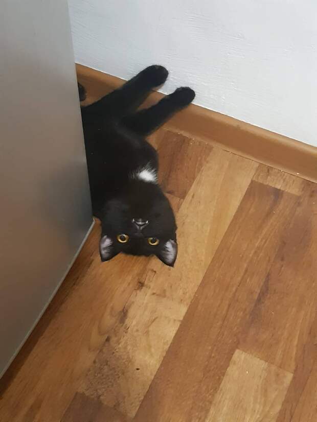 чёрная кошка