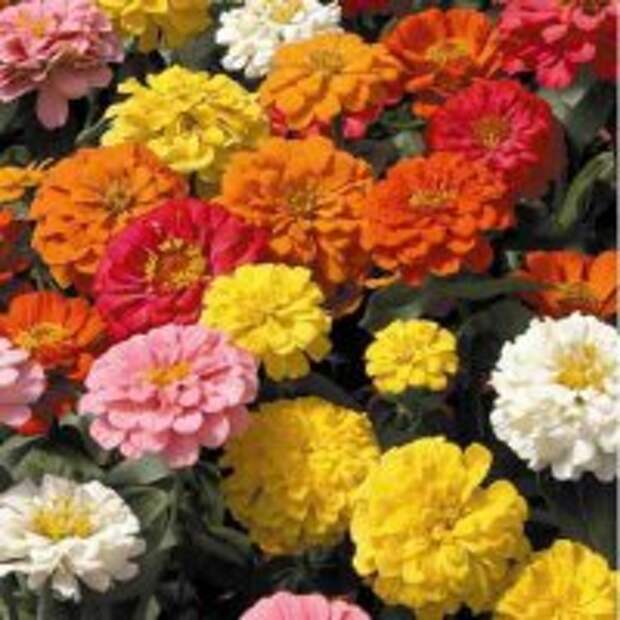 Zinnia legans (циния изящная) Zinnia legans (циния изящная)