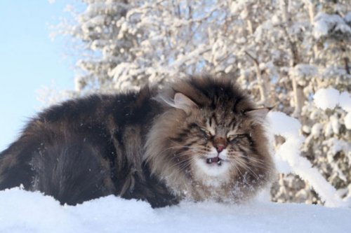 Сибирский царь котов Сибирский царь котов