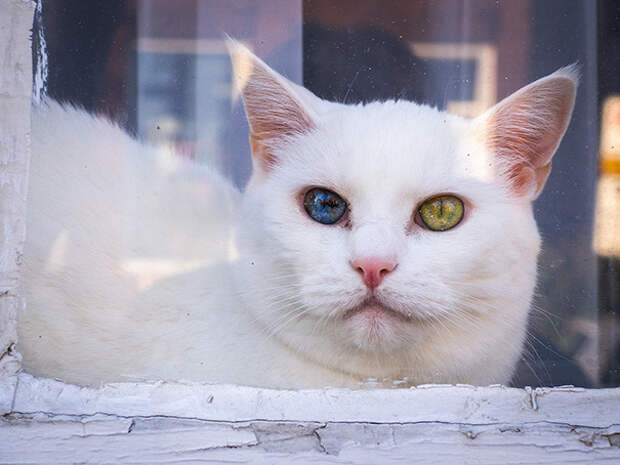 Целая Вселенная в глазах кошки гетерохромия, глаза, кот