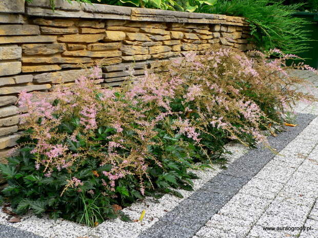 P1200886 (700x525, 232Kb)