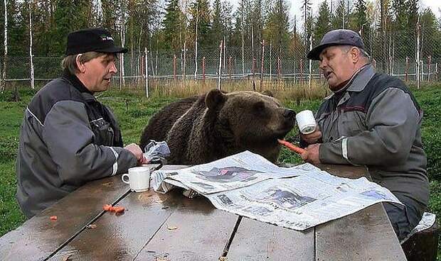 Где-то в России медведи, россия