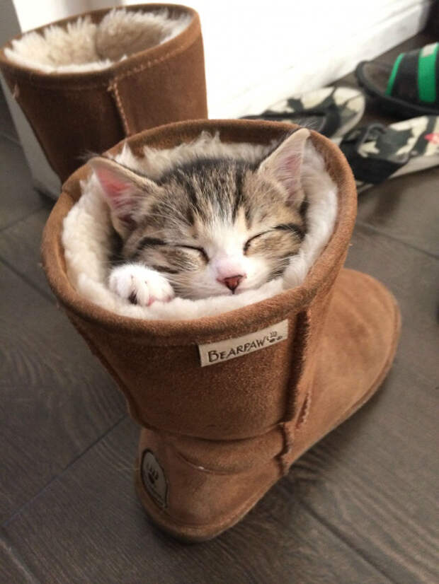 Немного спящих котов коты, милота, сон