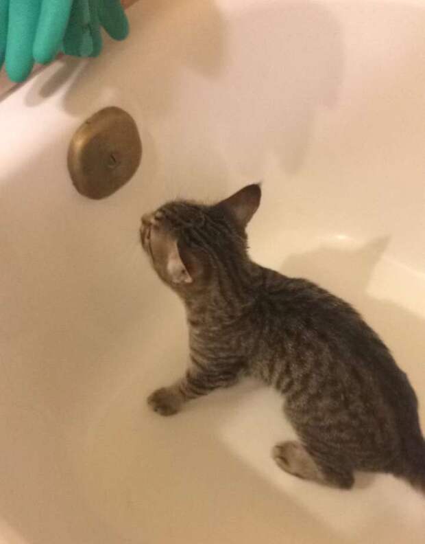 котенок в ванной