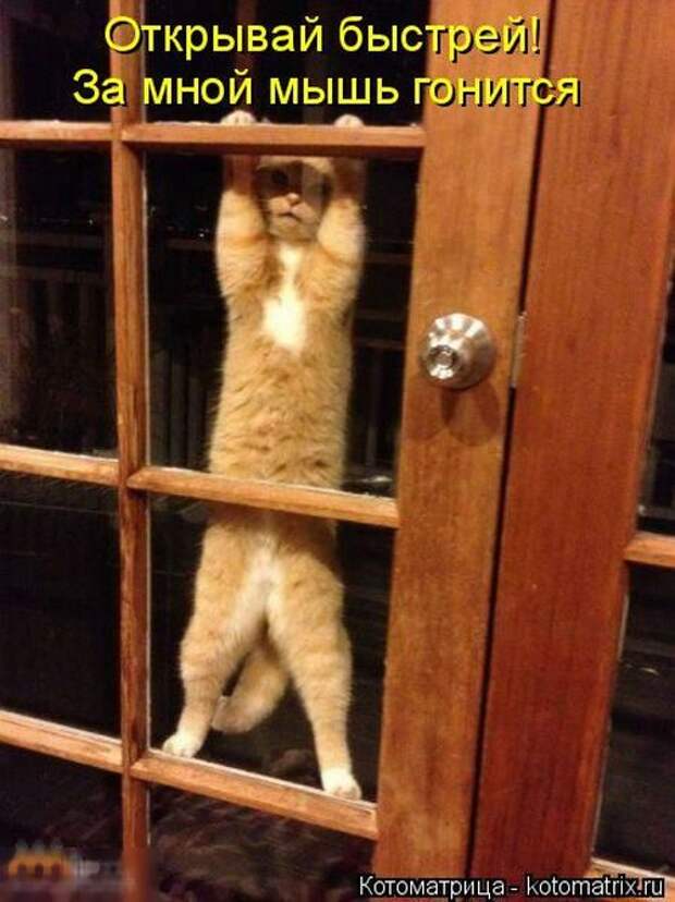 Лучшие котоматрицы недели