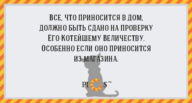 catowner01
