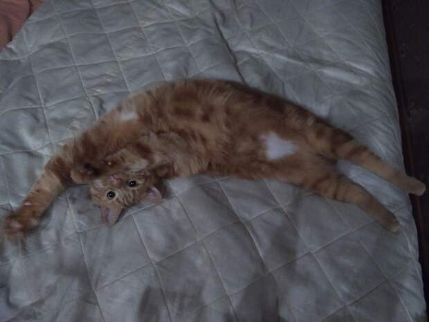 кошка
