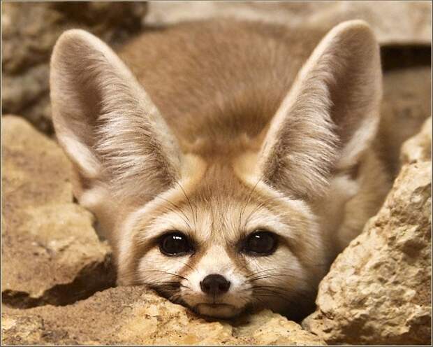 Фенек. Фото / fennec fox photo
