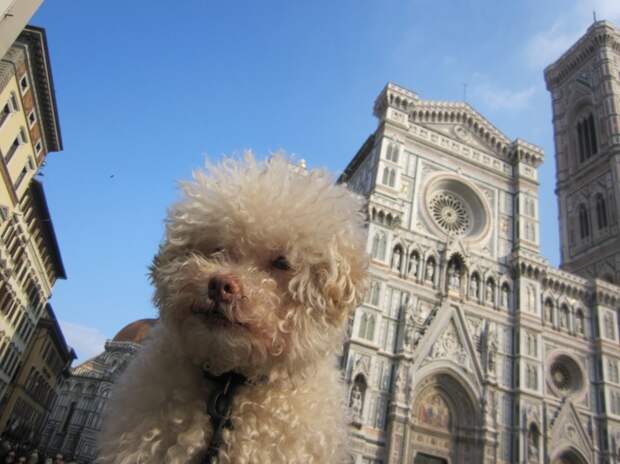 Cerbero dog travel, собака путешественник