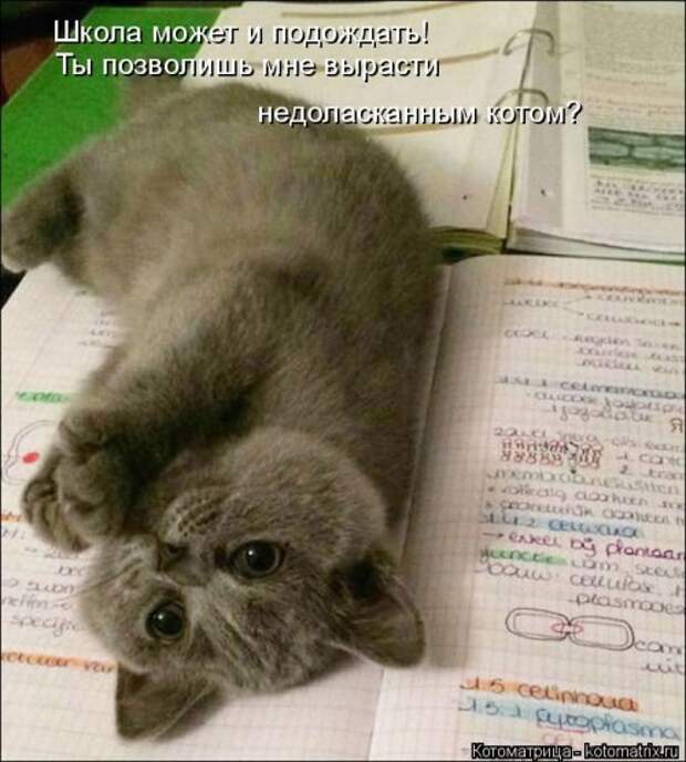 Свежая котоматрица (38 фото)
