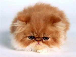 Рыжий котик