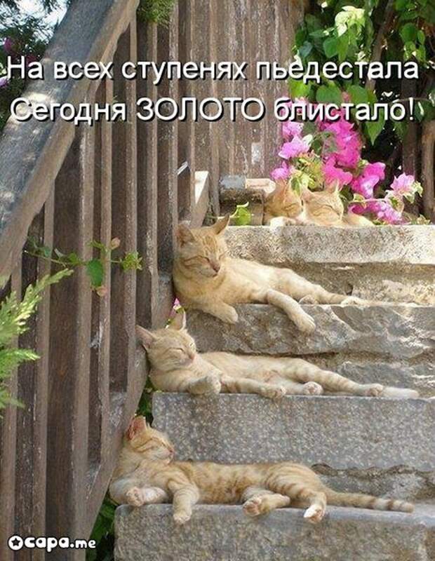 Позитивные котэ (29.05.15)