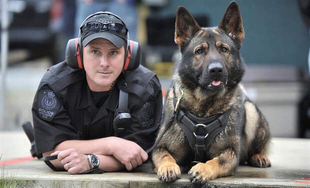 От доберманов в царской России до собак-сапёров: как четвероногие полицейские ловят преступников уже 200 лет