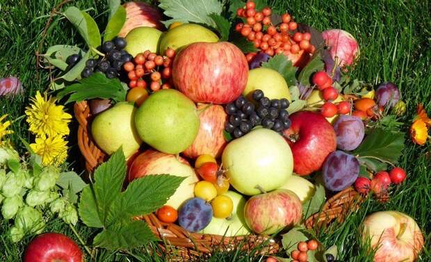 Минсельхоз прогнозирует рекордный урожай плодов и ягод за 2019 год |  «Сергиевские куранты»