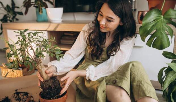 Почему все начали массово выращивать комнатные растения