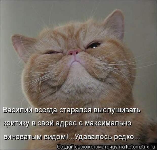 Лучшие котоматрицы недели