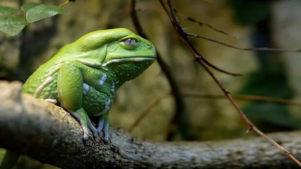frog-photography-26__880