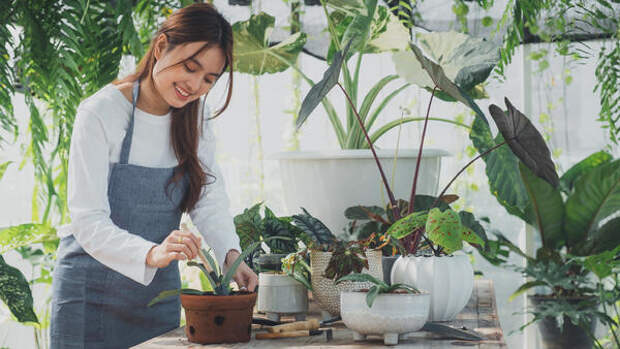 Как сделать автополив для домашних растений своими руками