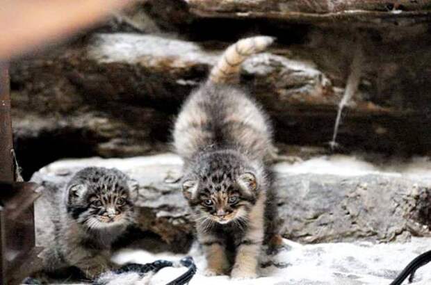 В Новосибирском зоопарке можно увидеть детенышей кота манула животные, манул