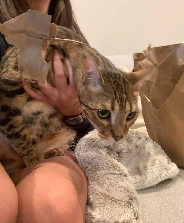 Шкодливые и наглые котики, от которых не стоит ждать ничего хорошего