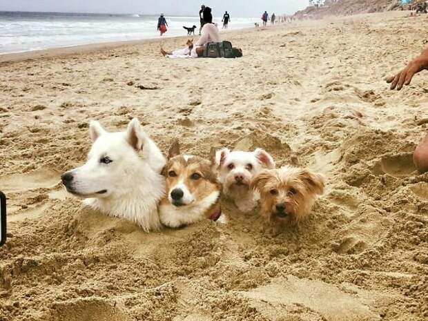 Песчаные псы Вот это ДА, забавно, находки, неожиданности, пляжи, смешно, странные вещи, удивительное рядом
