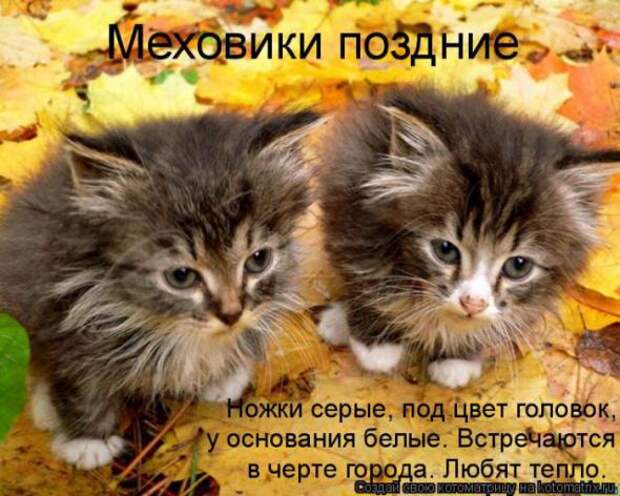 Котоматрицы (картинки с надписями)