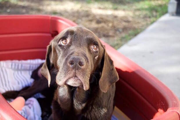 Собака, пропавшая без вести, через месяц нашлась в колодце за полмили от дома ветеринар, история, история спасения, помощь, собака
