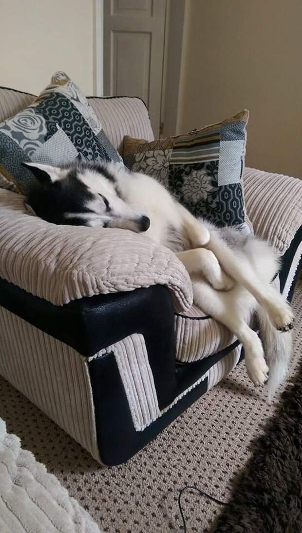 Lol. Siberian Huskies can sleep anywhere, in any position.: