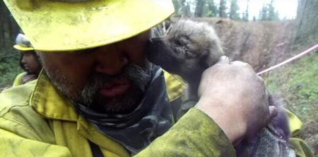 На Аляске пожарные спасли из огня пятерых волчат аляска, волк, животные, пожарные