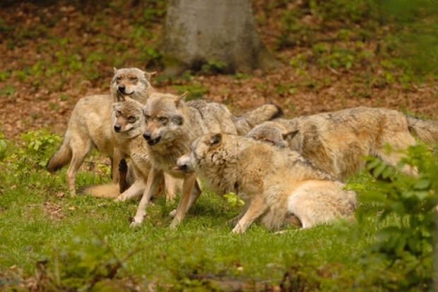 Растущая численность волков в Приамурье стала угрозой для местных жителей