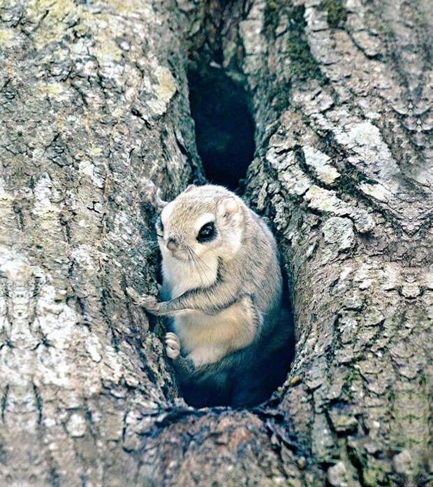 Ezo Momonga Хоккайдо 