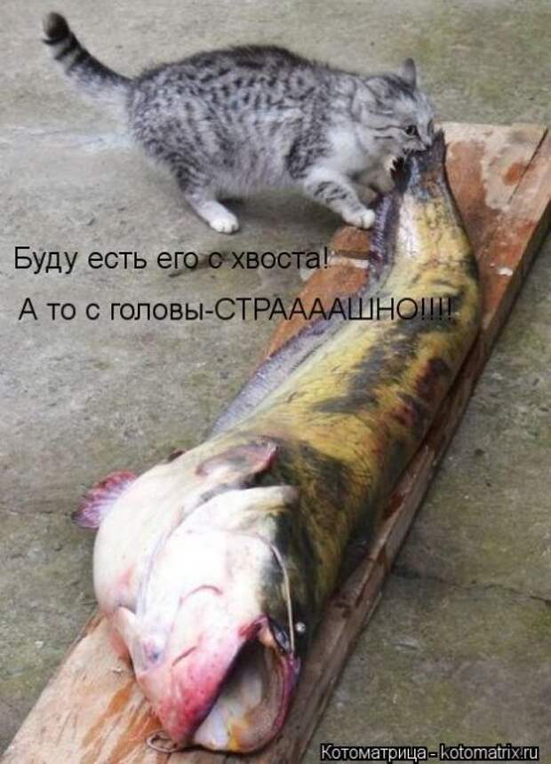 Сборник весёлых котоматриц (35 шт)