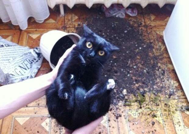 Котострофа коты, один дома