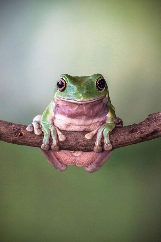 Mandatory Credit: Photo by Lessy Sebastian/Solent News/REX Shutterstock (3438887a) Frog balanced on the branch Green frogs appear to exercise using a branch, Jakarta, Indonesia - Nov 2013 *Full story: http://www.rexfeatures.com/nanolink/ofd5 These green tree frogs are enjoying an intense gym workout by lifting their own bodyweight performing pull-ups on a branch. The acrobatic frogs even use a vertical branch to hang themselves off sideways, displaying immense strength and bulking up their muscles. In another photo, one frog poses proudly with a cap on after a fitness session - using a petal from a lotus flower. Professional photographer Lessy Sebastian, 50, captured these amazing photographs when he spent the afternoon in his garden. He bought the frogs from a reptile shop almost a year ago and keeps them in his pond in Jakata, Indonesia. Lessy said: "Usually every weekend I have an opportunity to photograph them and watch them play on a tree branch and jump on a lotus flower to a rest".
