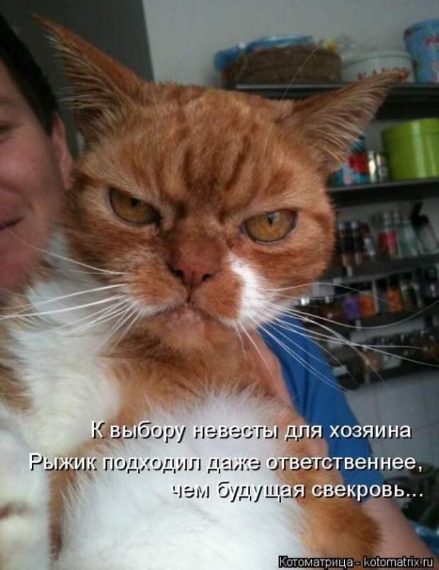 Лучшие котоматрицы недели