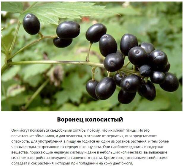 Эти дары леса лучше обходить стороной (11 фото)