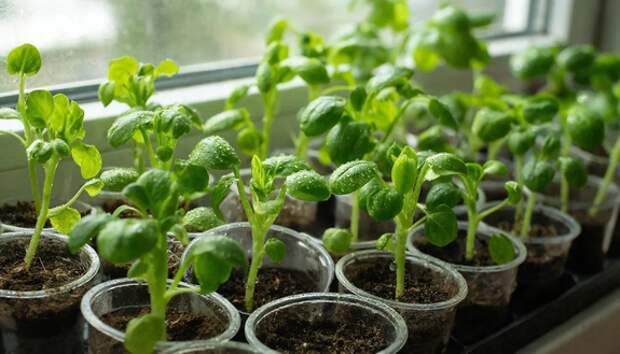 Середина марта диктует свои правила: какие культуры нужно срочно посеять на этой неделе