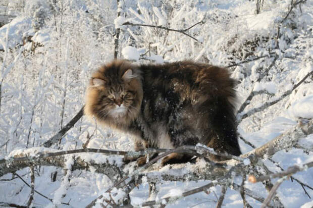Сибирский царь котов