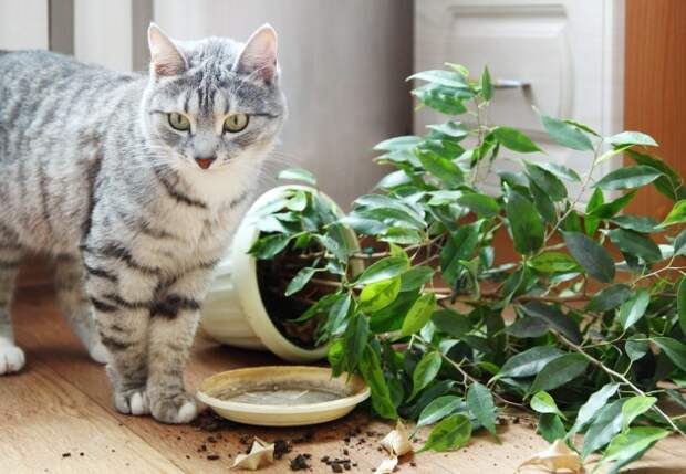 КОШКИН ДОМ. Как защитить растения от кота