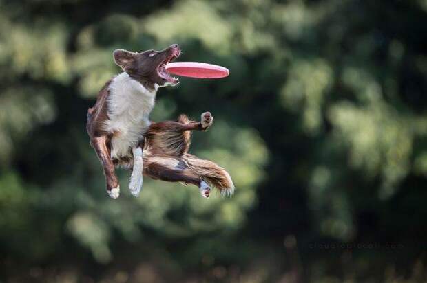 Летающие собаки Клаудио Пикколи (Claudio Piccoli)