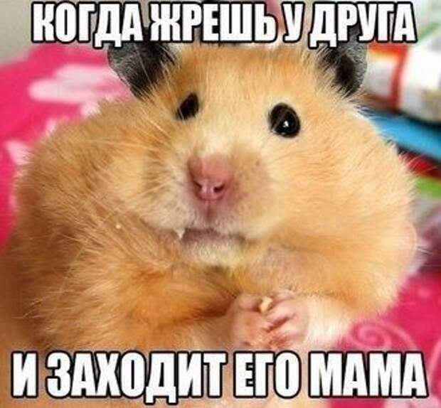 Забавные фотомемы