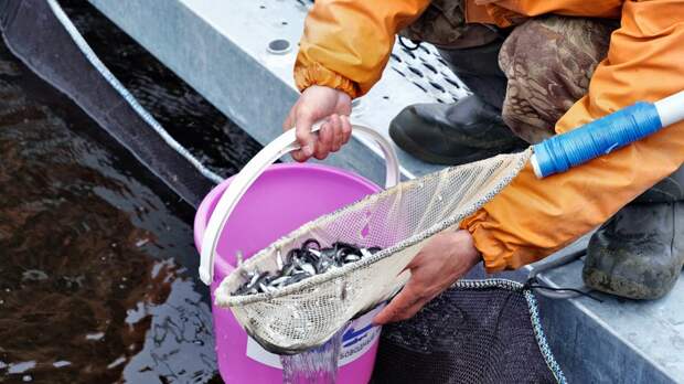 На Ямале выпустили в реку более 11 миллионов мальков муксуна и нельмы