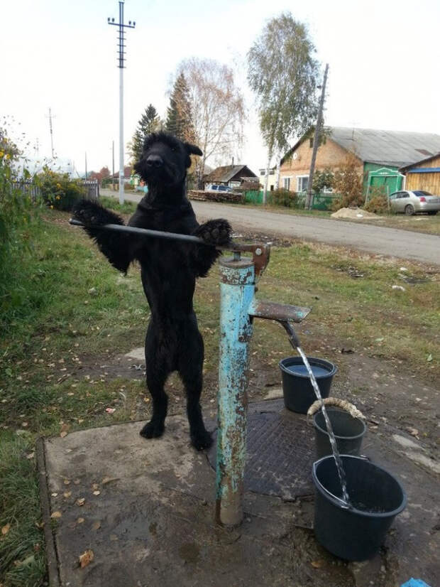 собака на водокачке