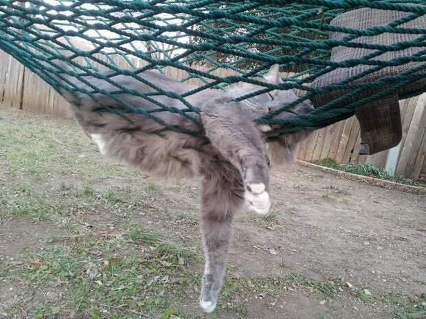 Коты и кошки, которые могут заснуть где угодно