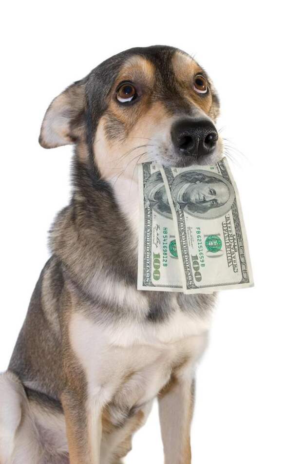 Госдума может ввести налог на домашних собак животные, налоги, россия, собаки