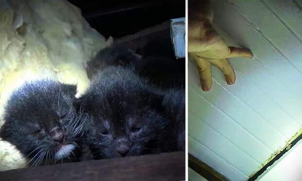 Мужчина услышал тоненький писк, доносящийся с чердака, больше всего хлопот доставила кошка-мама
