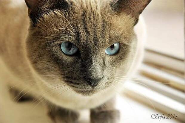 Тайский кот, фото породы кошек фотография кошки