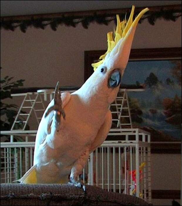 dancing-cockatoo