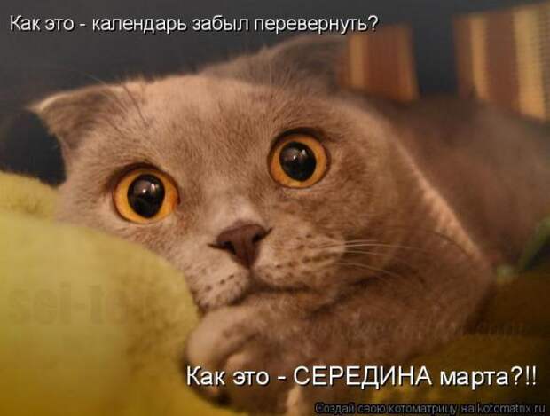 Котоматрица