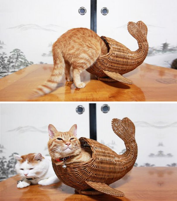 Кот или кит?